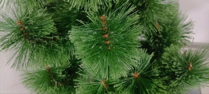 Сосна Розпушена в горщику зелена