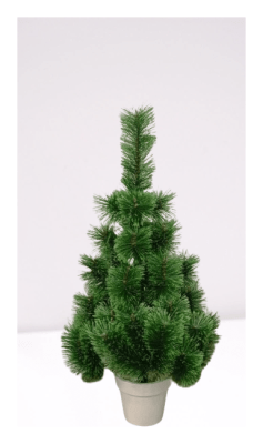 Сосна Розпушена в горщику зелена