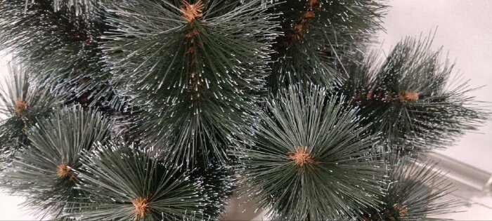 Сосна в горщику засніжена