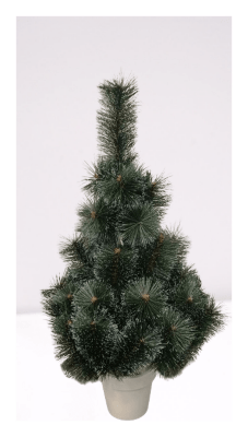 Сосна в горщику засніжена