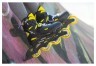 Ролики Rollerblade Fury black-yellow Фото - 6