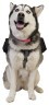 Рюкзак Ultimate Direction для собак Dog Vest black Фото - 3